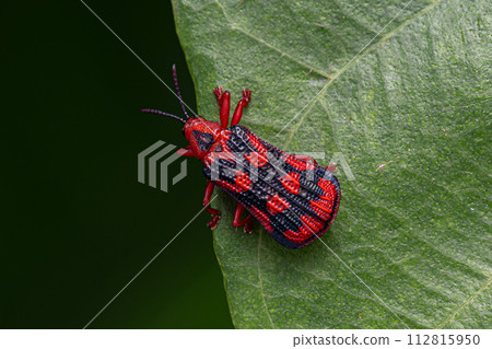 Adult Leaf Beetle Adult Leaf Beetle 112815950