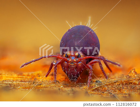 Globular springtail Dicyrtomina ornata or fusca in very close view 112816072