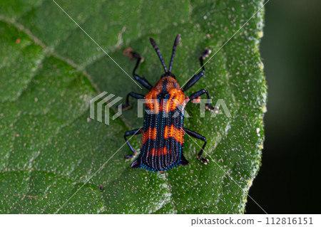 Adult Leaf Beetle 112816151