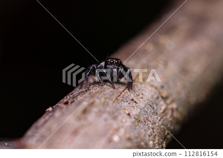 Small jumping spider Small jumping spider 112816154