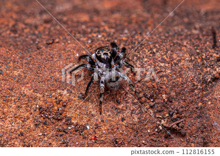 small jumping spider 112816155