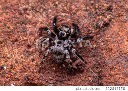 small jumping spider 112816158