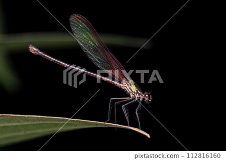 Adult Rubyspot Damselfly Insect Adult Rubyspot Damselfly Insect 112816160