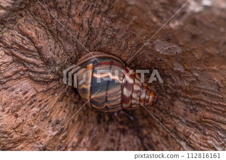 Common Land Snail Common Land Snail 112816161