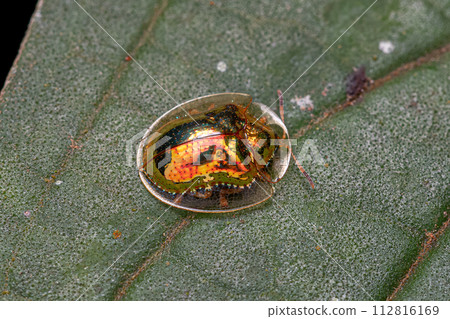 Adult Yellow Tortoise Beetle 112816169