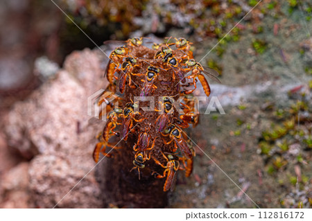 Adult Jatai bee with selective focus 112816172