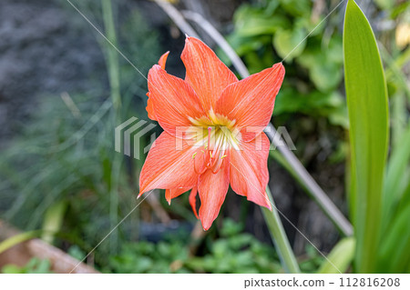 Barbados Lily Flower 112816208