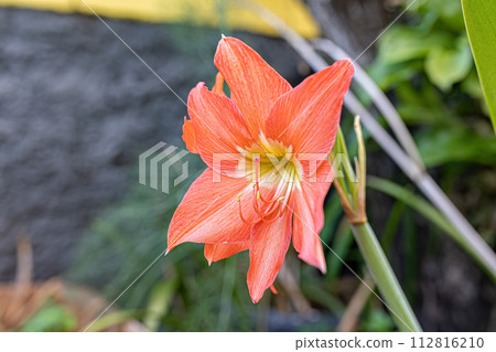 Barbados Lily Flower Barbados Lily Flower 112816210