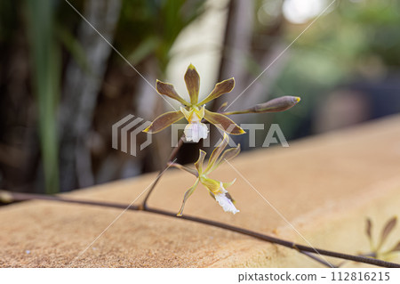 Small Orchid Flower 112816215