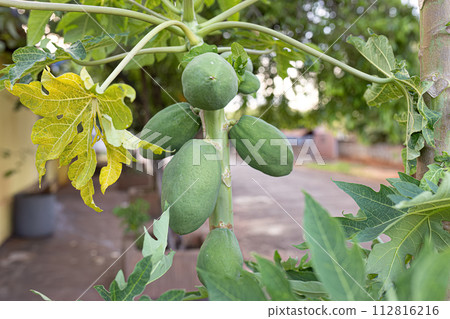 papaya tree with fruits 112816216