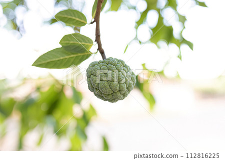 Sweetsop Green Fruit 112816225