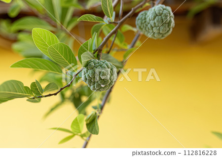 Sweetsop Green Fruit 112816228