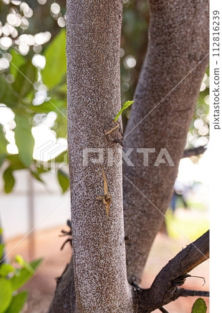 Citrus Snow Scale Insect 112816239