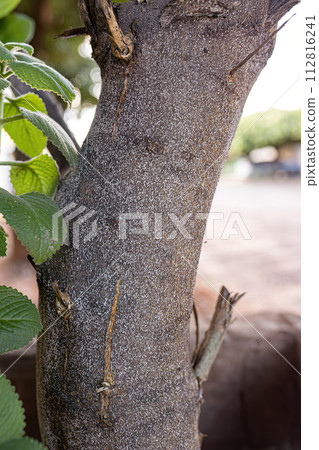 Citrus Snow Scale Insect Citrus Snow Scale Insect 112816241