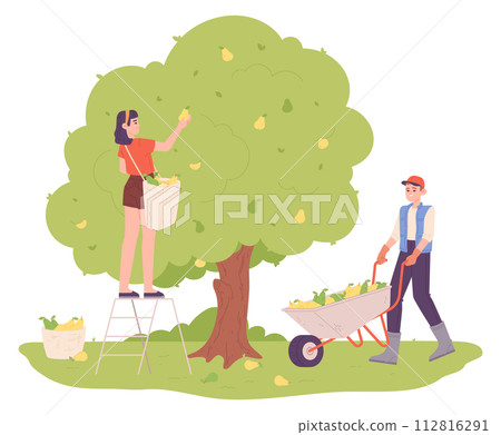 Gardeners harvesting pears from tree. Fruit season Gardeners harvesting pears from tree. Fruit season 112816291