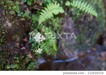 Hananekonome flower Hananekonome flower 112816310