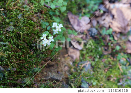 Hananekonome flower 112816316