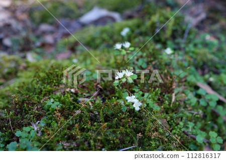 Hananekonome flower 112816317