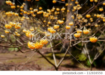 Mitumata flowers Mitumata flowers 112816550
