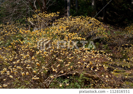 Mitumata flowers Mitumata flowers 112816551