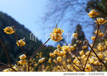 Mitumata flowers 112816552