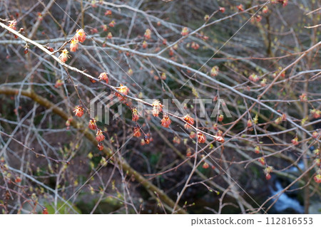 Fu sakura flower 112816553