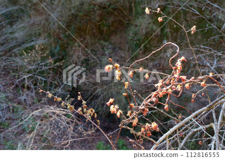 Fu sakura flower 112816555