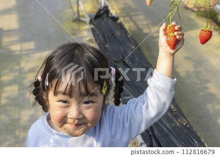 Girl enjoying strawberry picking (3 years old, Japanese) 112816679