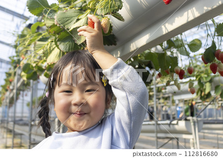 Girl enjoying strawberry picking (3 years old, Japanese) Girl enjoying strawberry picking (3 years old, Japanese) 112816680