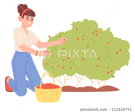 Happy farmer collect berries. Fresh garden plants Happy farmer collect berries. Fresh garden plants 112816751