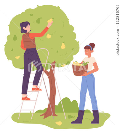 Gardeners harvest pears from tree. Female farmer characters Gardeners harvest pears from tree. Female farmer characters 112816765