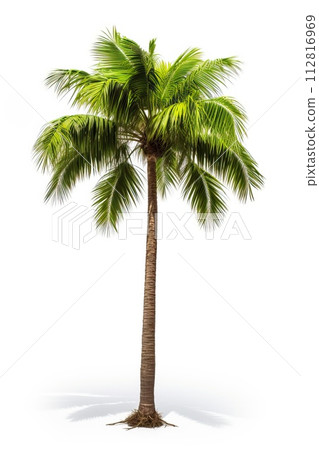 Palm tree isolated on white background Palm tree isolated on white background 112816969