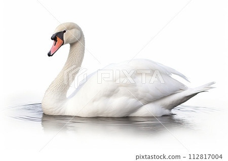 Beautiful white swan isolated on white background 112817004