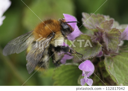 Closeup on a queen Brown banded bumblebee, Bombus pascuorum on a purple Archangel flower, Lamium purpureum Closeup on a queen Brown banded bumblebee, Bombus pascuorum on a purple Archangel flower, Lamium purpureum 112817042