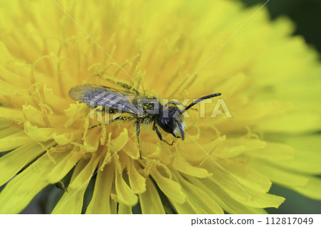 Closeup on male red-bellied miner mining bee, Andrena ventralis 112817049
