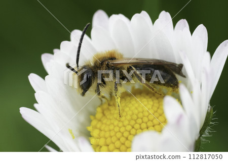 Closeup on male red-tailed mining bee, Andrena haemorrhoa in a yellow white common daisy flower, Bellis perennis 112817050