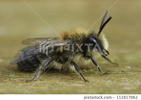 Detailed macro closeup on a hairy male Early cellophane bee, Colletes cunicularius sitting on wood 112817062