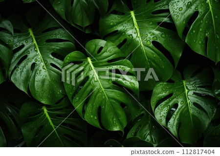 Background of monstera leaves with water drops Background of monstera leaves with water drops 112817404