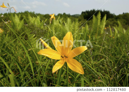 Close-up of yellow flower daylily, natural monument Kasai Wetland, Kuromatsunai Town, Hokkaido Close-up of yellow flower daylily, natural monument Kasai Wetland, Kuromatsunai Town, Hokkaido 112817480
