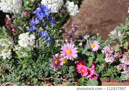 春天的花種植在花盆裡 春天的花種植在花盆裡 112817897