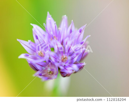 淺月花的特寫 112818204