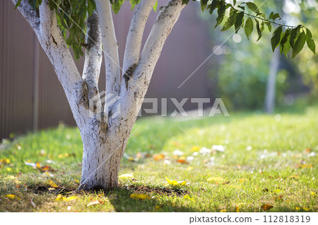 Whitewashed bark of tree growing in sunny orchard garden on blurred green copy space background. 112818319