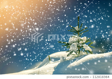 Small pine tree with green needles covered with deep fresh clean snow on blurred blue copy space background. Merry Christmas and Happy New Year greeting postcard. 112818364