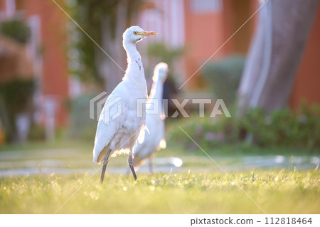 White cattle egret wild bird, also known as Bubulcus ibis walking on green lawn in summer White cattle egret wild bird, also known as Bubulcus ibis walking on green lawn in summer 112818464