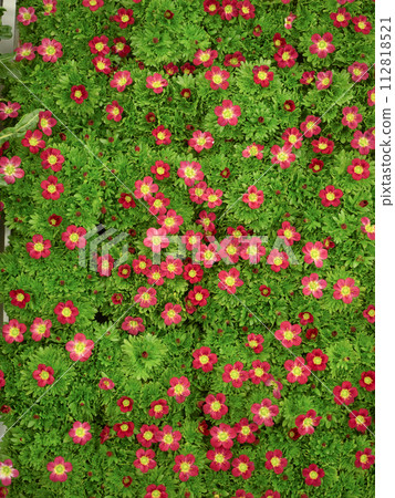 雲馬草花苗 112818521