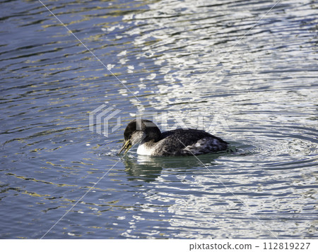 Red-necked grebe catching a crab 112819227