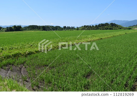 初夏的稻田 山形縣莊內市 初夏的稻田 山形縣莊內市 112819269