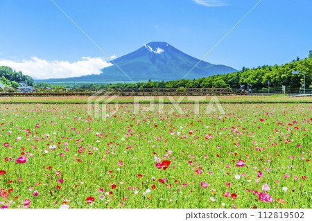 Mt. Fuji and poppies ~Yamanakako Hana no Miyako Park~ Mt. Fuji and poppies ~Yamanakako Hana no Miyako Park~ 112819502