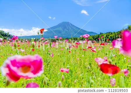 Mt. Fuji and poppies ~Yamanakako Hana no Miyako Park~ Mt. Fuji and poppies ~Yamanakako Hana no Miyako Park~ 112819503