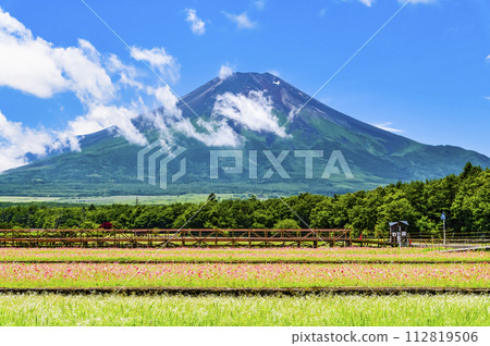 Mt. Fuji and poppies ~Yamanakako Hana no Miyako Park~ 112819506